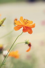 Cosmos flower beautiful field