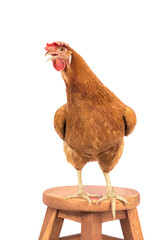 brown chicken ,livestock standing on wood desk isolate white background