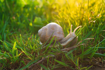 Obraz premium Snail in the grass 