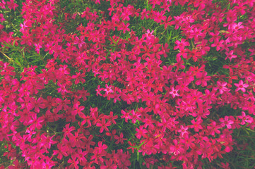 Obraz na płótnie Canvas Beautiful scarlet flowers