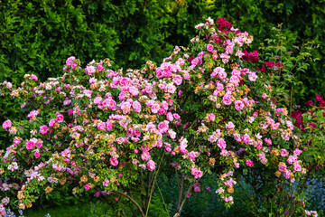 bushes laden with new and old pink flowers