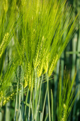 Céréales