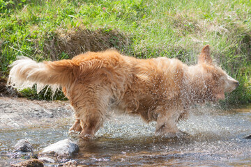 dog shaking off water in river
