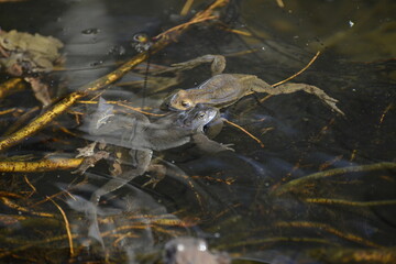 Froschpärchen