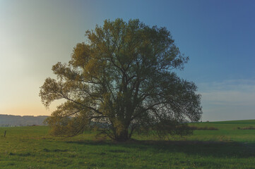 Obraz premium A large old tree in the middle of the field