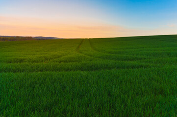 Obraz premium The road in the wheat field at dawn