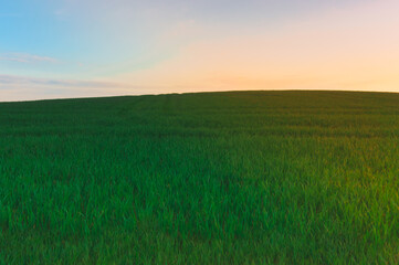 Hill in the wheat field