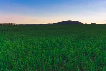 Wheat field in the evening at sunset