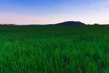 Wheat field in the evening at sunset near the hill