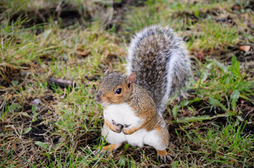 Squirrel