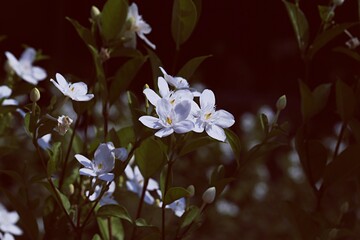 Flowers in dark nature background