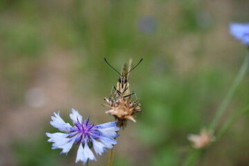 Old World Swallowtail / アゲハチョウ（キアゲハ）