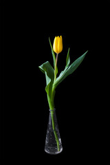 Elegant tulip in a tall narrow vase