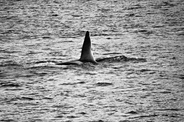 Fototapeta premium Dorsal fin - orca