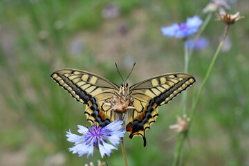 Old World Swallowtail / アゲハチョウ（キアゲハ）