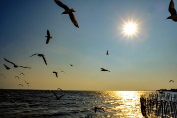 The gulls fly in full sky. With on the sunset 