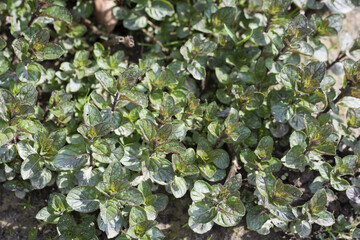 Mint in nature.