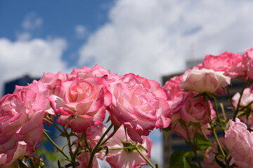 Fototapeta premium 中之島公園 バラの花