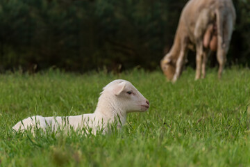 Obraz premium white lamb lies in the grass (meadow)