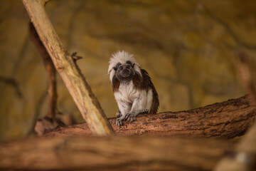 Lisztaffe Saguinus oedipus