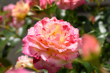 中之島公園　バラの花