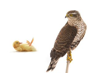 chicken duck and falcon