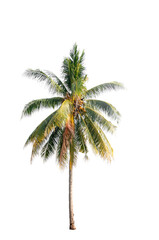 Fototapeta na wymiar Coconut palm tree on white isolation