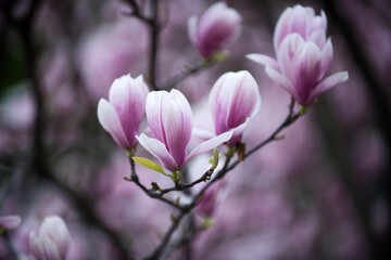 magnolia tree blossom with pink flowers on branch in garden