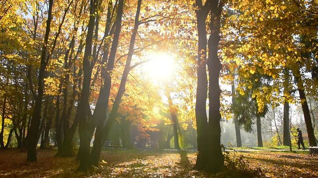 Amazing autumn in Topilche Hydropark, Ternopil city, Ukraine, Europe. Strong sunrays falls on red and orange leaves.