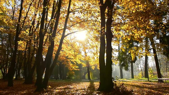 Amazing autumn in Topilche Hydropark, Ternopil city, Ukraine, Europe. Strong sunrays falls on red and orange leaves.
