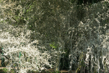 tree covered in silk web by caterpillars