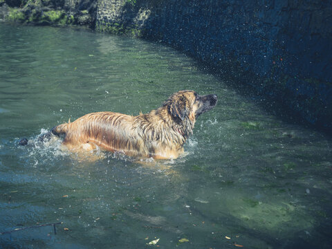 Big leonberger dog swimming in river