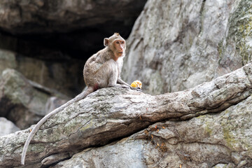 Young male monkey is eating fresh corn.