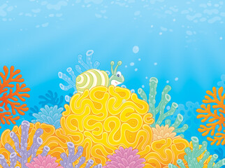 Fototapeta na wymiar Sea snail and corals
