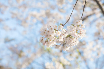 soft focus cherry blossom flower