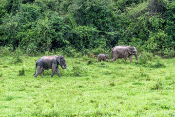 Obraz premium Family of Asian Elephant walking and looking grass for food in forest. Kui Buri National Park. Thailand.