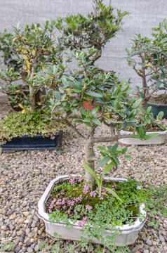 Olea europaea bonsai, olive bonsai in a garden