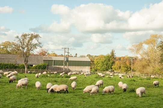 Sheep grazing in a meadow in the English countryside.