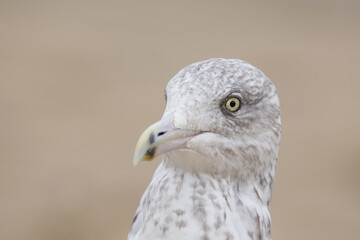 American herring gull or Smithsonian gull (Larus smithsonianus or Larus argentatus smithsonianus) portrait