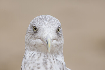 American herring gull or Smithsonian gull (Larus smithsonianus or Larus argentatus smithsonianus) portrait