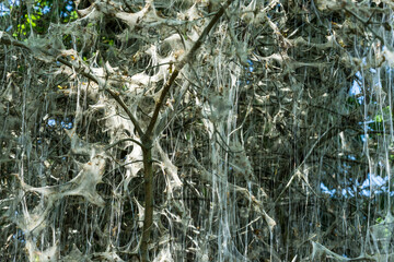 tree covered in silk web by caterpillars