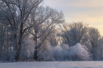 Trees covered with rime in a frosty winter day