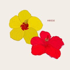 Hawaiian hibiscus flowers , sketch vector.