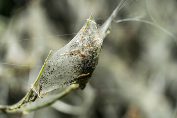tree covered in silk web by caterpillars