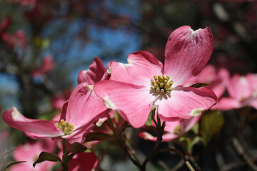 Pink dogwood blossoms
