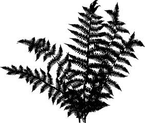 black fern bunch isolated on white
