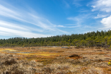 torfowisko, Soomaa, Estonia © Kamil_k2p