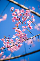 Obraz premium Wild Himalayan Cherry blossom (Sakura)