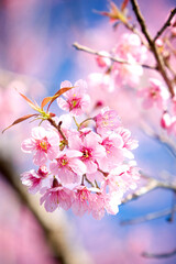 Wild Himalayan Cherry blossom (Sakura)