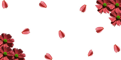 Red flowers, Falling petal of red Cosmos flower on white background or red flower isolated use for web design and flowers background